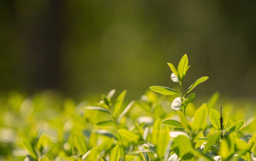 Renewal Takes Roots: The Power of Consistency in Natural Healing